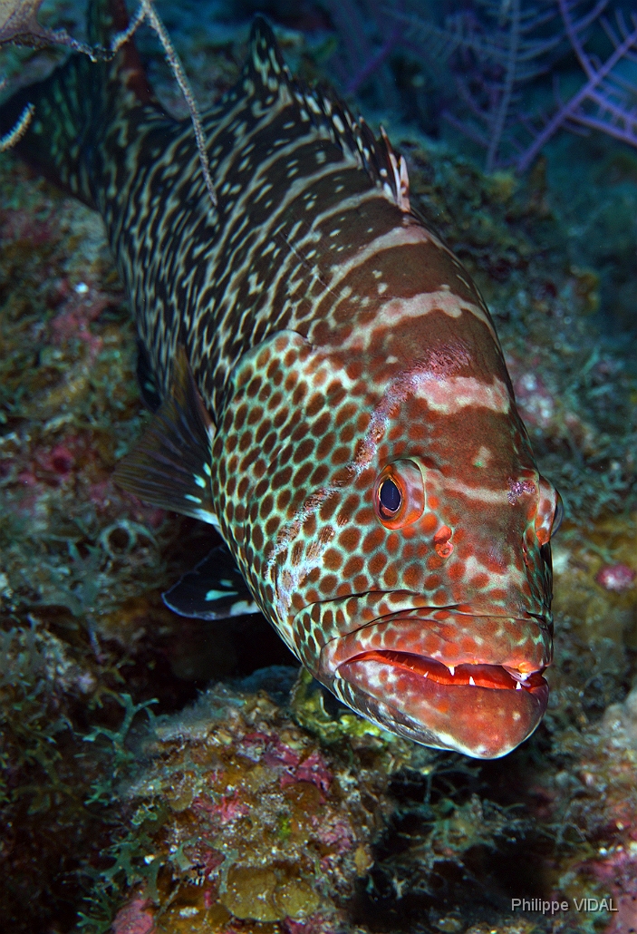 MediaEarth - Bahamas 2017 - DSC02368_rc - Tiger Grouper - Badeche tigre - Mycteroperca tigris.jpg